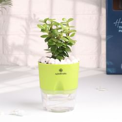 Jade Plant With Sustainable Self Watering Pot
