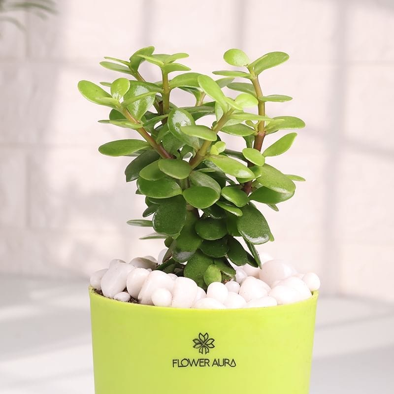 Product Image Video