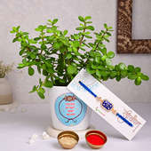Buy Jade Plant With Swastik Rakhi for Brother Online