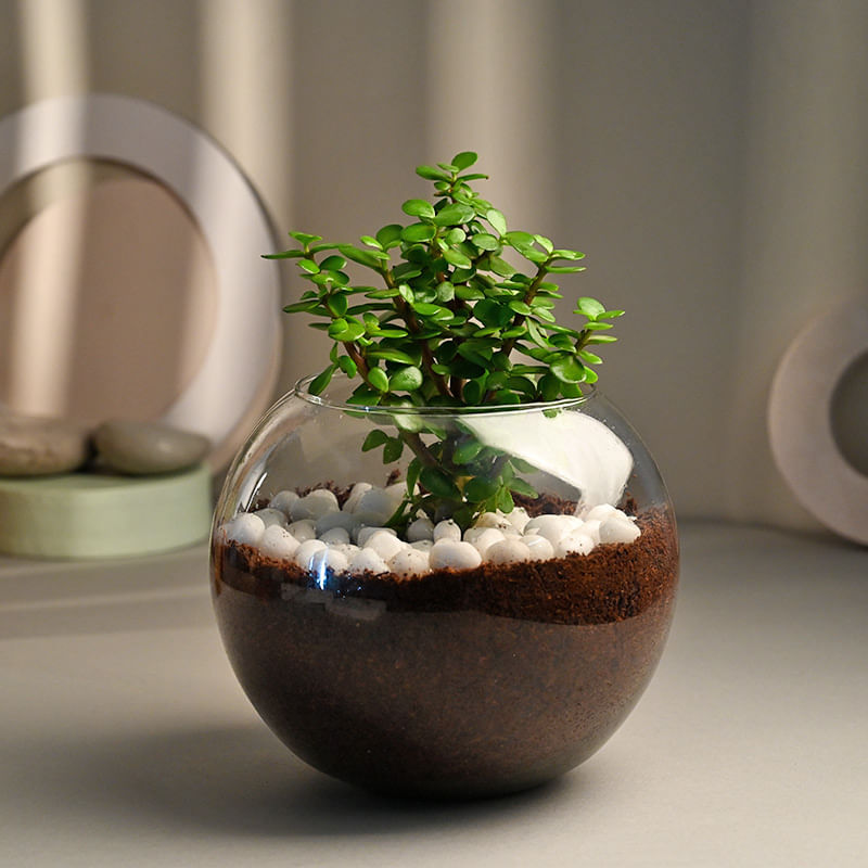 Jade Terrarium