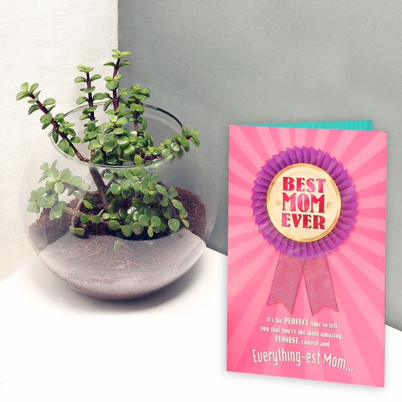 Jade Terrarium Plant and a Card Combo for Mom