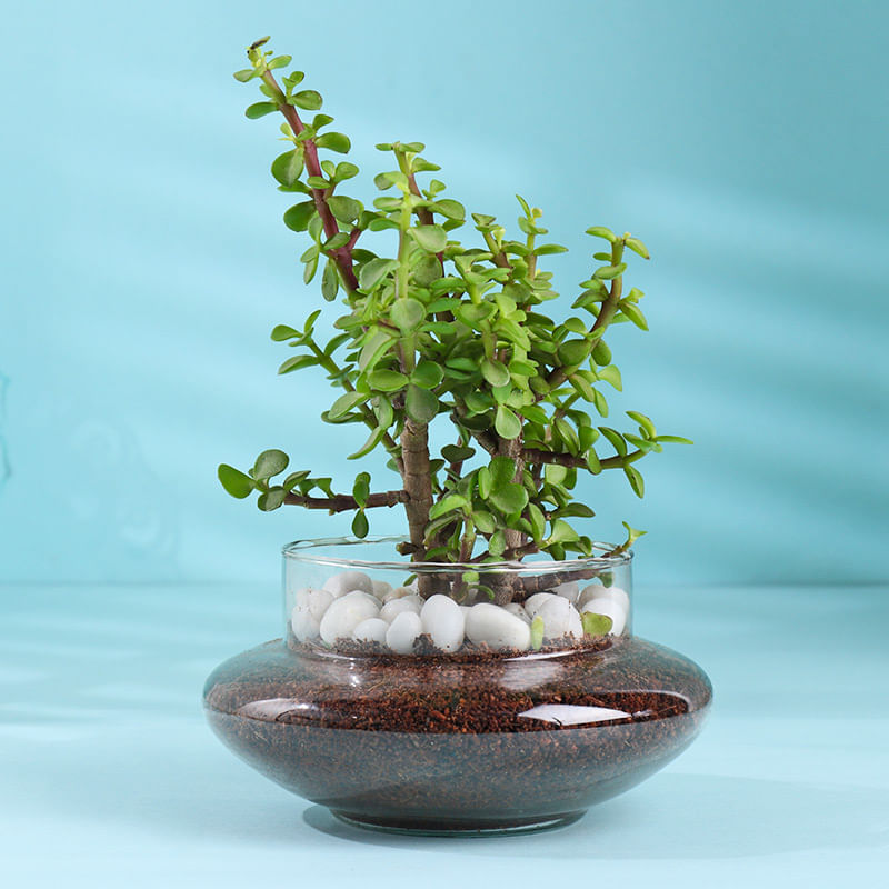 Product Image Video