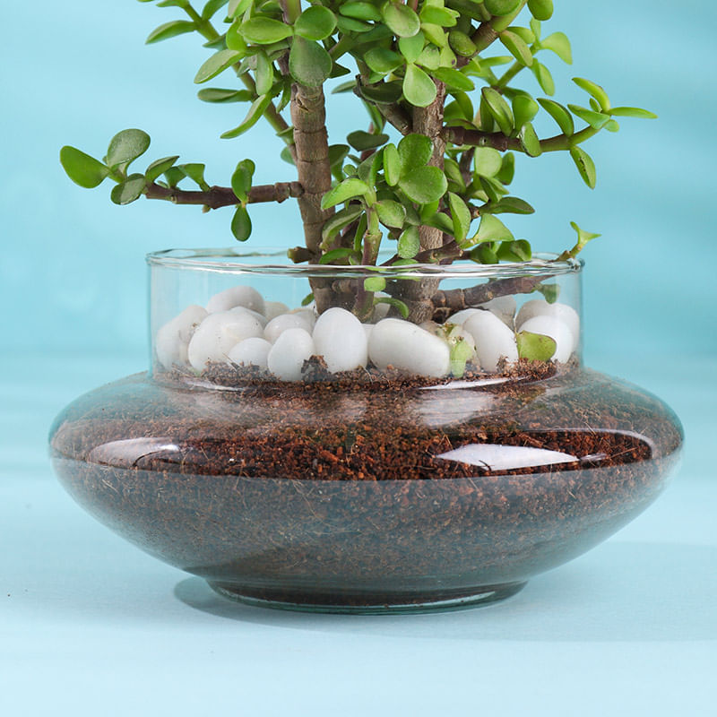 Product Image Video