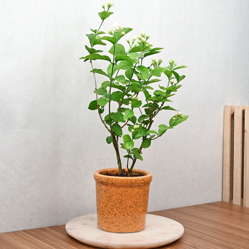Buy Jasmine Plant Onlline