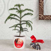 Araucaria Plant for Christmas