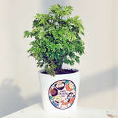 Jovial Aralia Plant - Attractive Foliage Plant for Indoor in Printed Conical Vase
