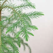 Leaves of Joyous Christmas araucaria Plant Online