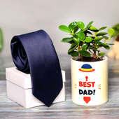 Ficus Compacta Plant and Tie Combo