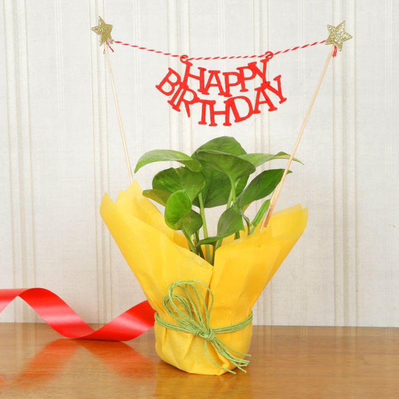 Jute Money Birthday Plant