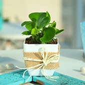 Peperomia Plant in Jute Wrapping