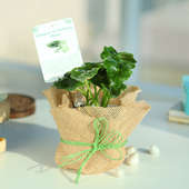 Philodendron Plant in Jute Wrapping