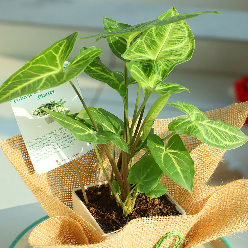 Page 2 of Plant Nursery in Bhubaneswar Plants Online Bhubaneswar