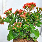 Send Kalanchoe blooming plant Online 
