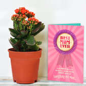 Kalanchoe Plant with a Card Combo for Mom