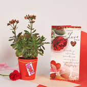 Kalanchoe Plant N Greeting Card Combo