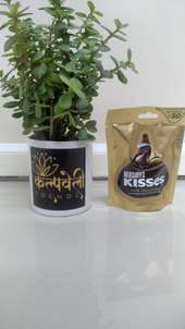 Kalpataru plant and chocolate product 