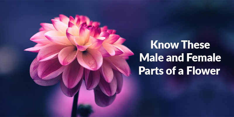 Know These Male and Female Parts of a Flower