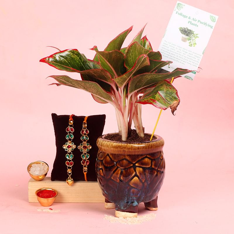 Kundan Aglaonema Rakhi Combo - Set of Bhaiya Bhabhi Rakhi with Flowering Plants in in Three Leg Antique Vase