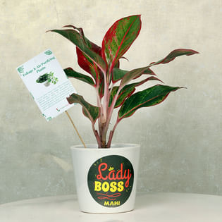 Lady Boss Aglaonema Plant