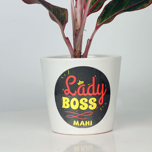 Aglaonema Plant Online
