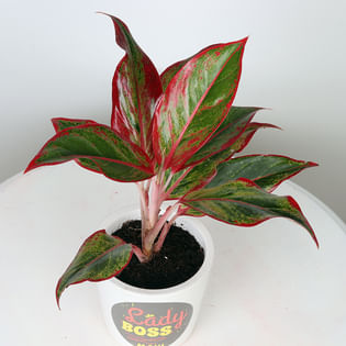 Shop Aglaonema Plant Online