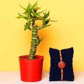 Lucky Bamboo Plant with Mini Red Vase and Designer Rakhi