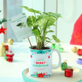 Personalised Christmas Syngonium Plant