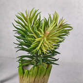Buy Lifelike Asparagus Marry Plant Online