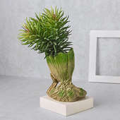 Lifelike Asparagus Marry Plant Online