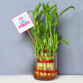 Lucky Bamboo for Daughter