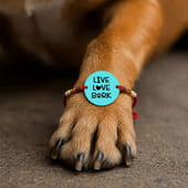 Live Love Bark Pet MDF Magnet Rakhi