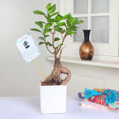 Lively Ficus Microcarpa Bonsai Online