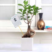 Buy Lively Ficus Microcarpa Bonsai Online