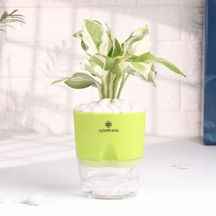 Lively White Pothos In Green Self Watering Pot