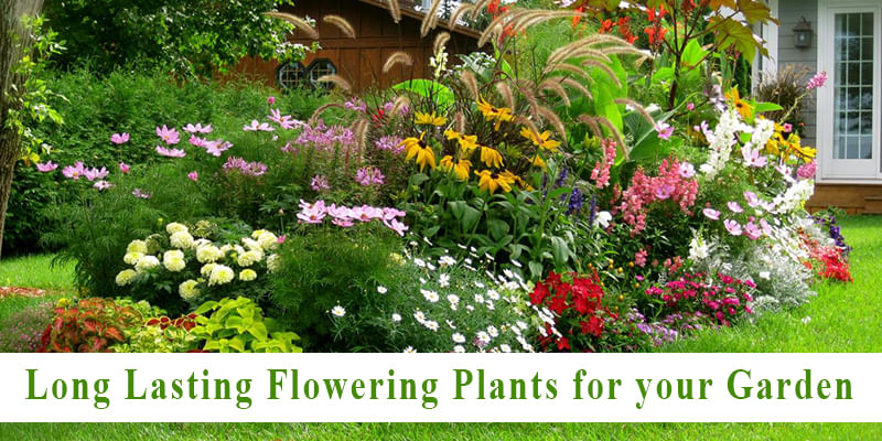 What are 5 Long Lasting Flowering Plants