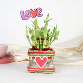 Love Bamboo Plant 