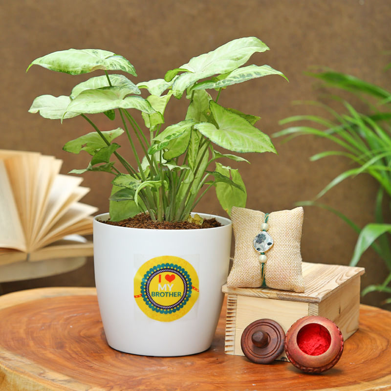 Love Bro Syngonium Rakhi - Order Now for One Day Delivery