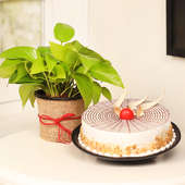 Money Plant with Butterscotch Cake Combo