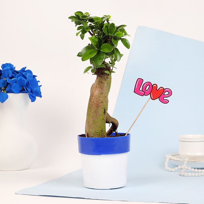 Love Filled Ficus Microcarpa Bonsai