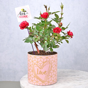 Love For Rose Plant For Rose Day