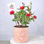 Love For Rose Plant Online
