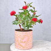 Buy Love For Rose Plant Online