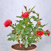 Order Love For Rose Plant Online
