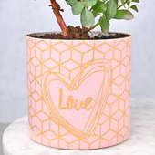 Send Love For Rose Plant Online
