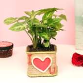 Love Syngonium Plant
