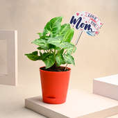 Mothers Day Syngonium In Tapper Pot