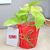 Love Money Plant