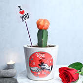 Love Moon Cactus Lovely Plant