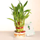 2 Layer Lucky Bamboo For Corporate Gifting2 Layer Lucky Bamboo For Corporate Gifting
