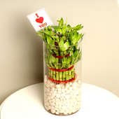 3 Layer Lucky Bamboo in Cylindrical Vase